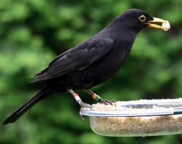 Blackbirds