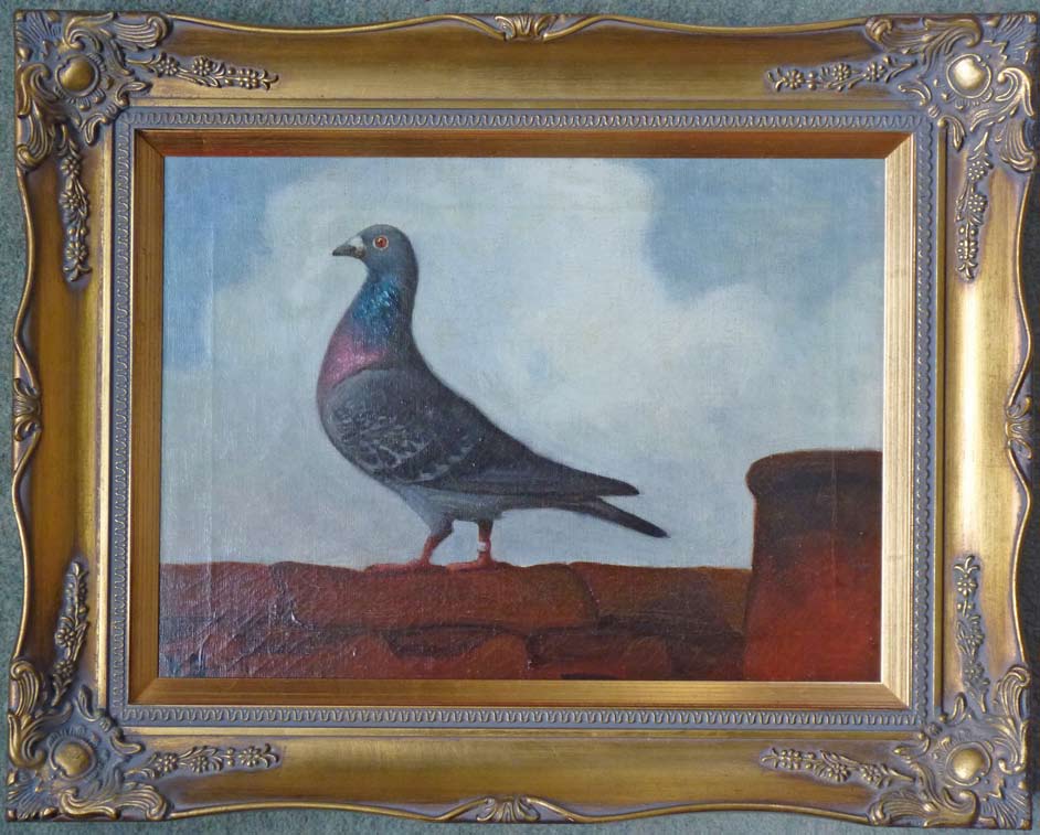 Pigeons