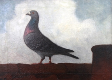Mr Jex's Pigeon